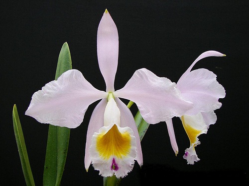 Cattleya eldorado