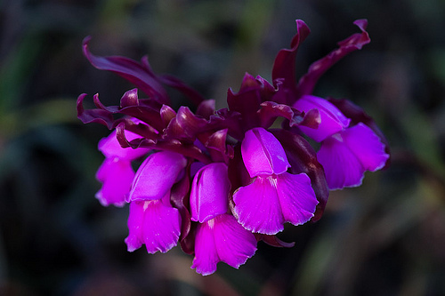 Cattleya elongata