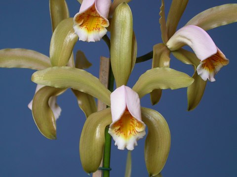 Cattleya forbesii