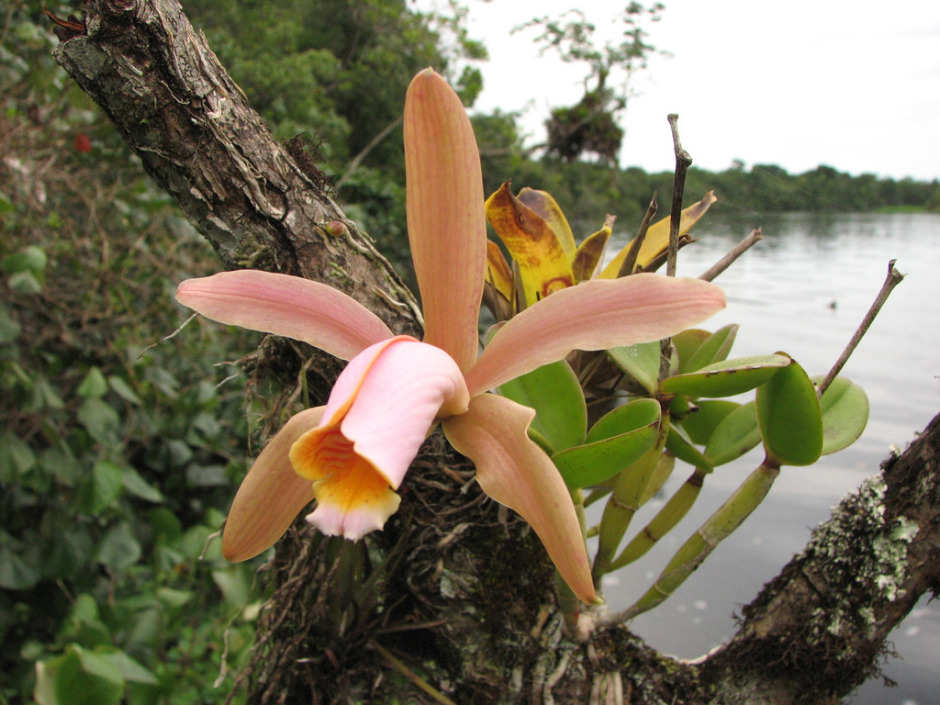 Cattleya forbesii