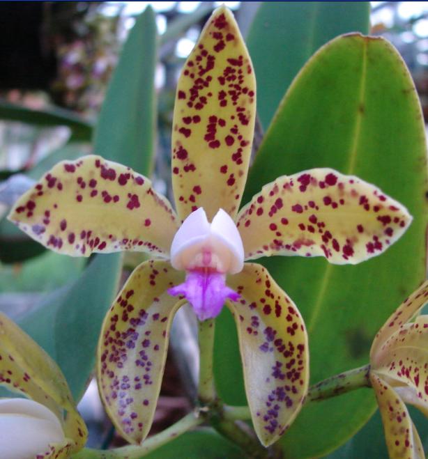 Cattleya gutata