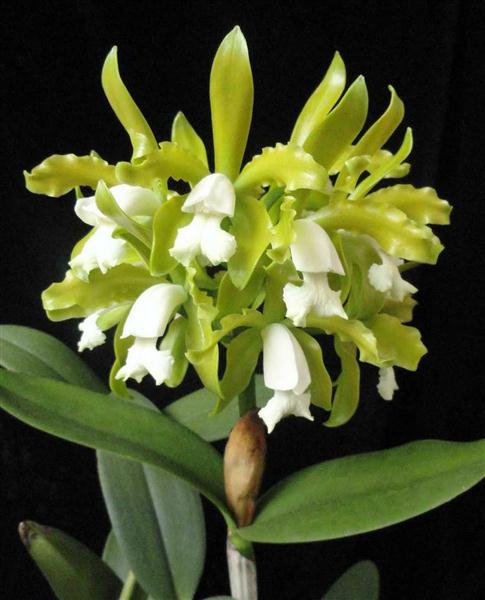 Cattleya guttata alba