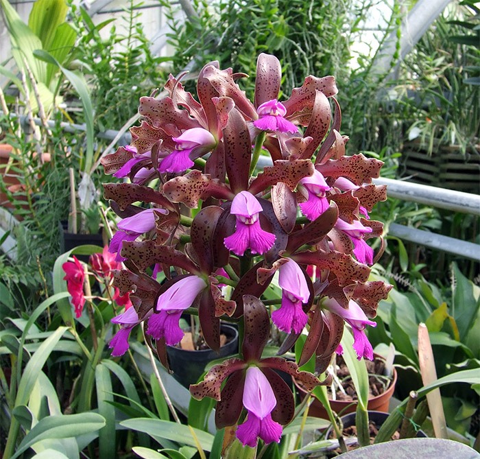 Cattleya guttata var. Leopoldii