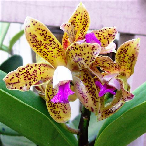 Cattleya guttata