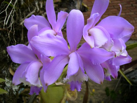 Cattleya harrisoniana