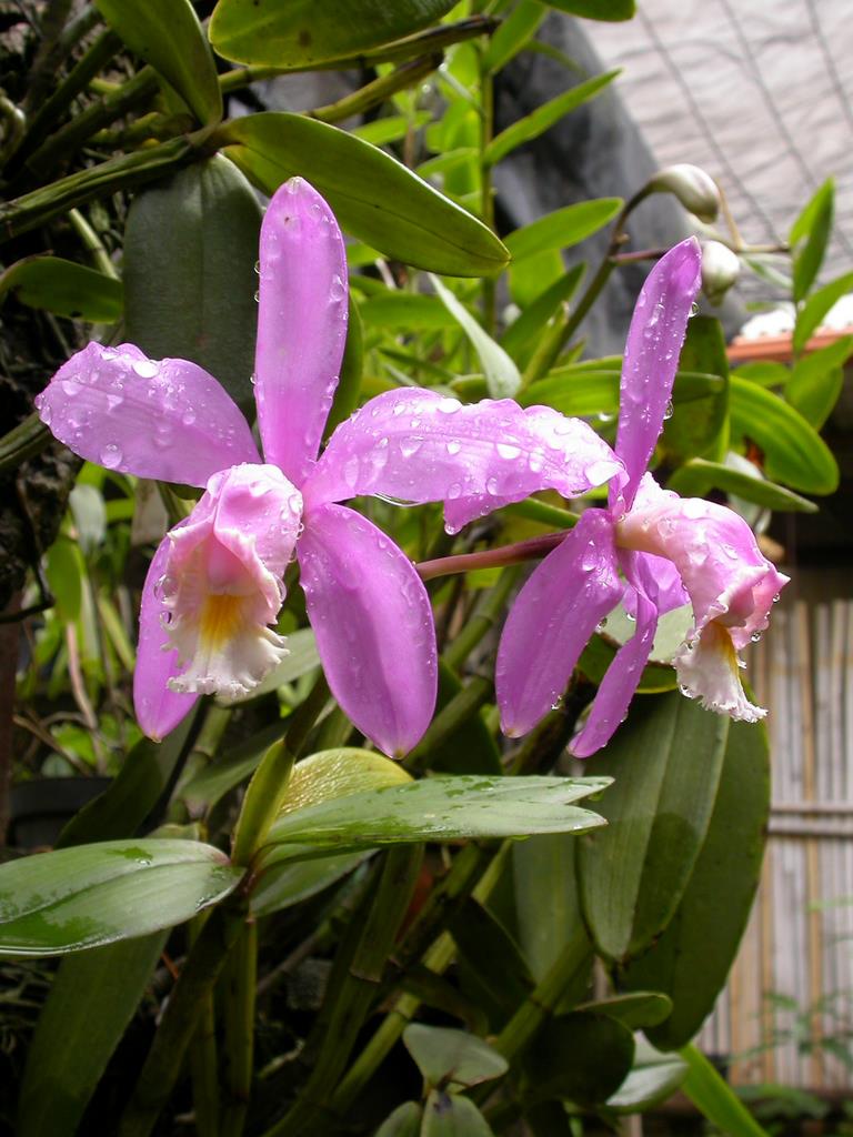 Cattleya-harrisoniana