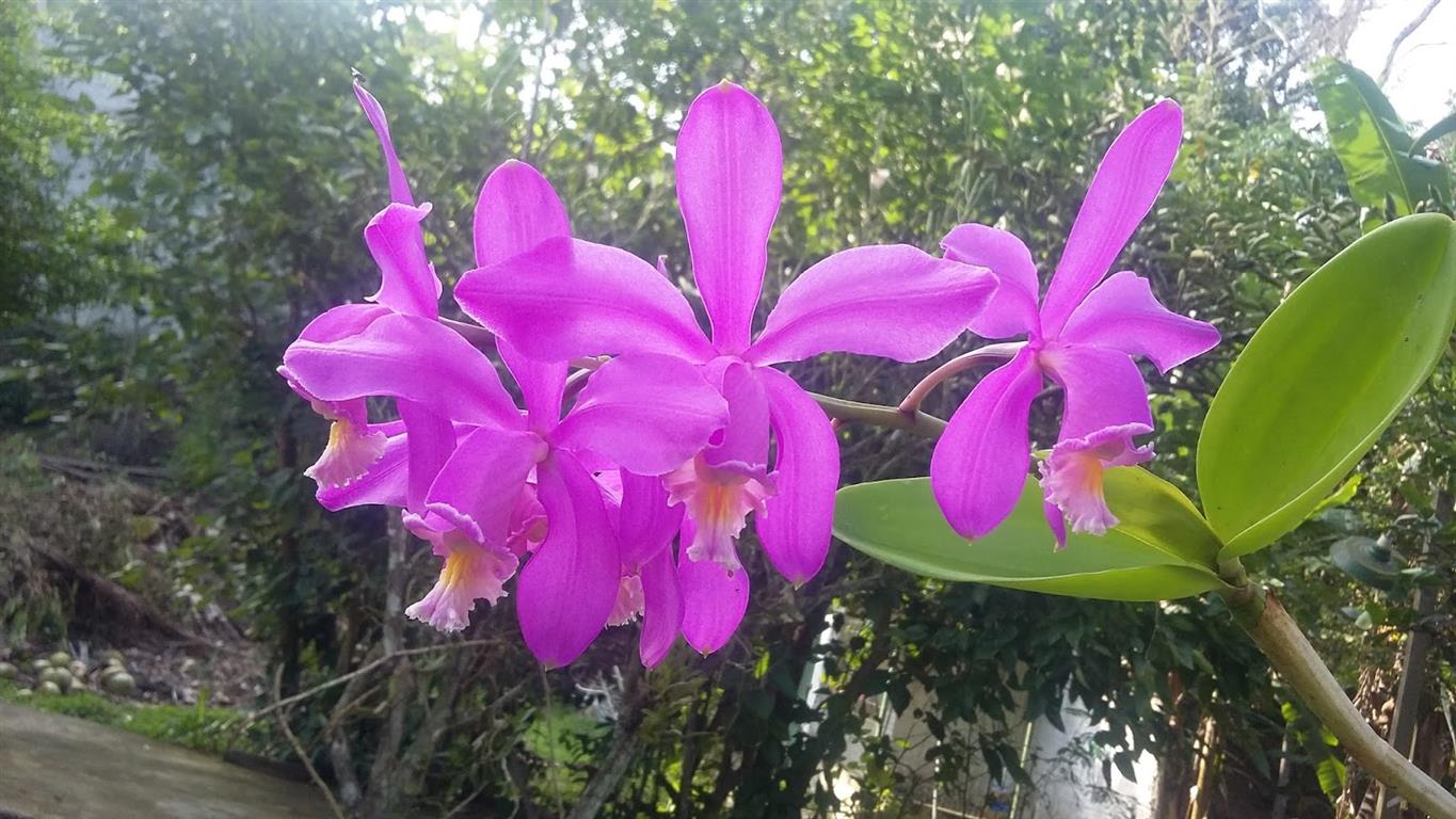 Cattleya-harrisoniana