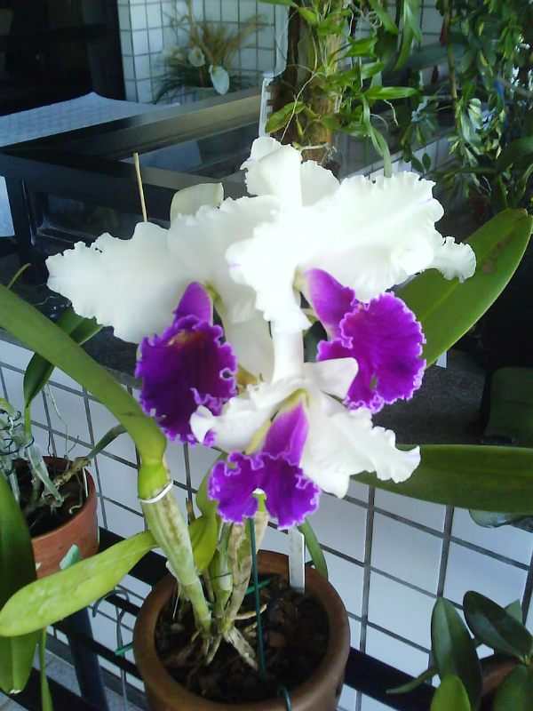 Cattleya híbrida