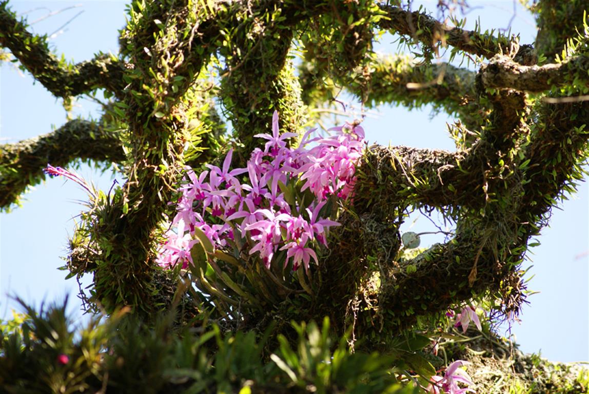 Cattleya intermedia