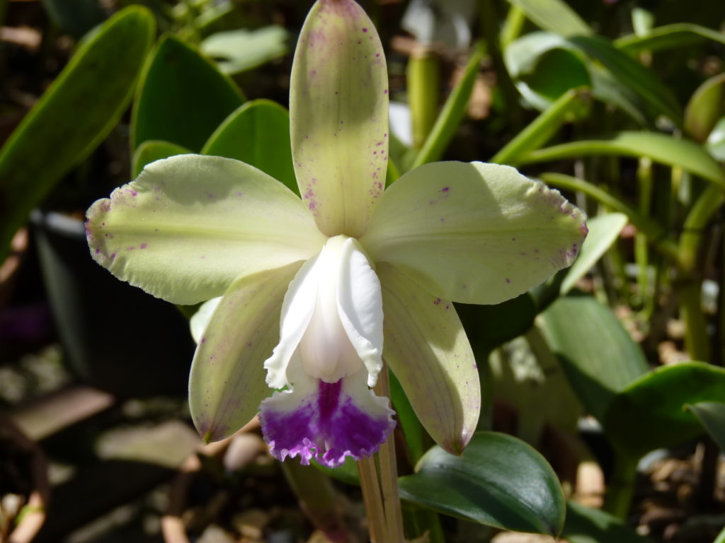 Cattleya-intermedia-tipo-AD