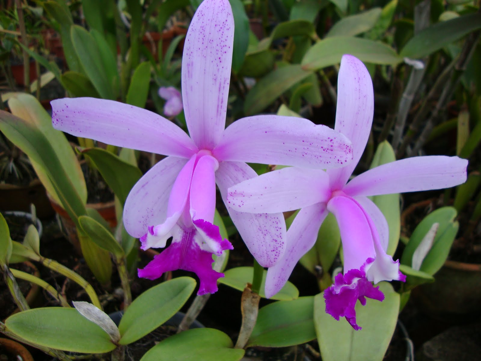 Cattleya intermedia