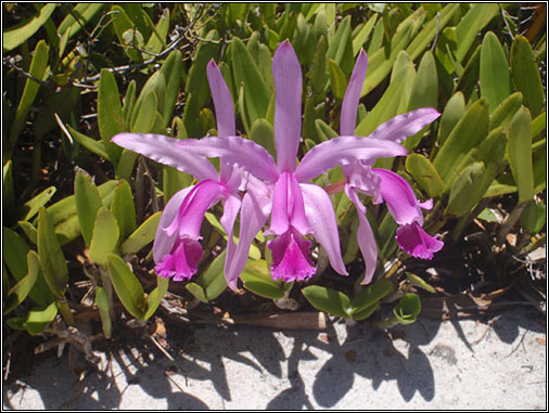 Cattleya intermédia