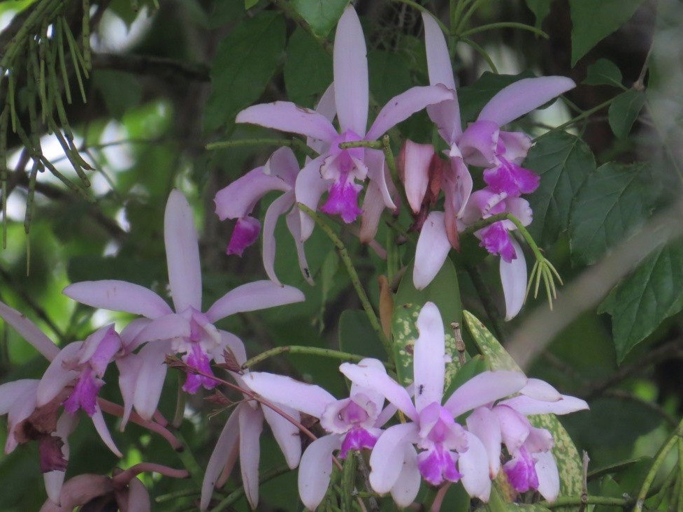 Cattleya intermédia