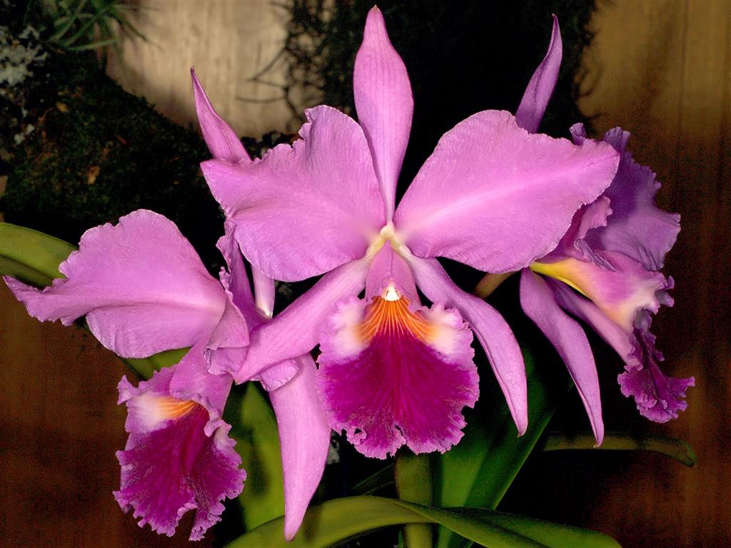 Cattleya labiata Lindl