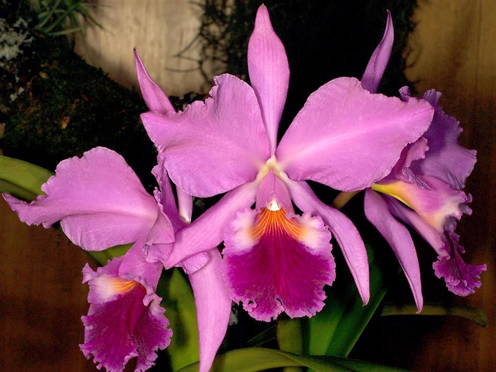 Cattleya labiata Lindl