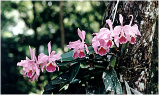 Cattleya labiata autumnalis