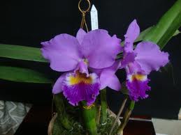 Cattleya labiata