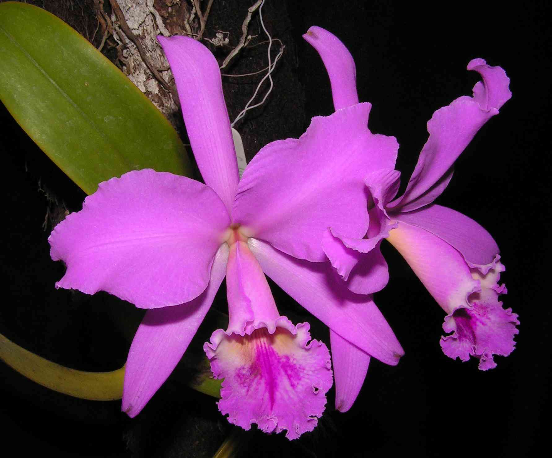 Cattleya labiata