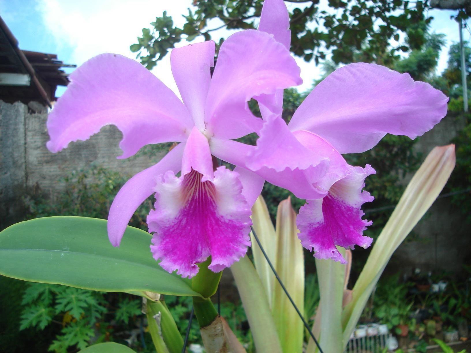 Cattleya labiata