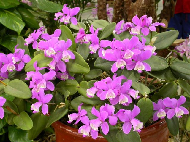 Cattleya loddigesii