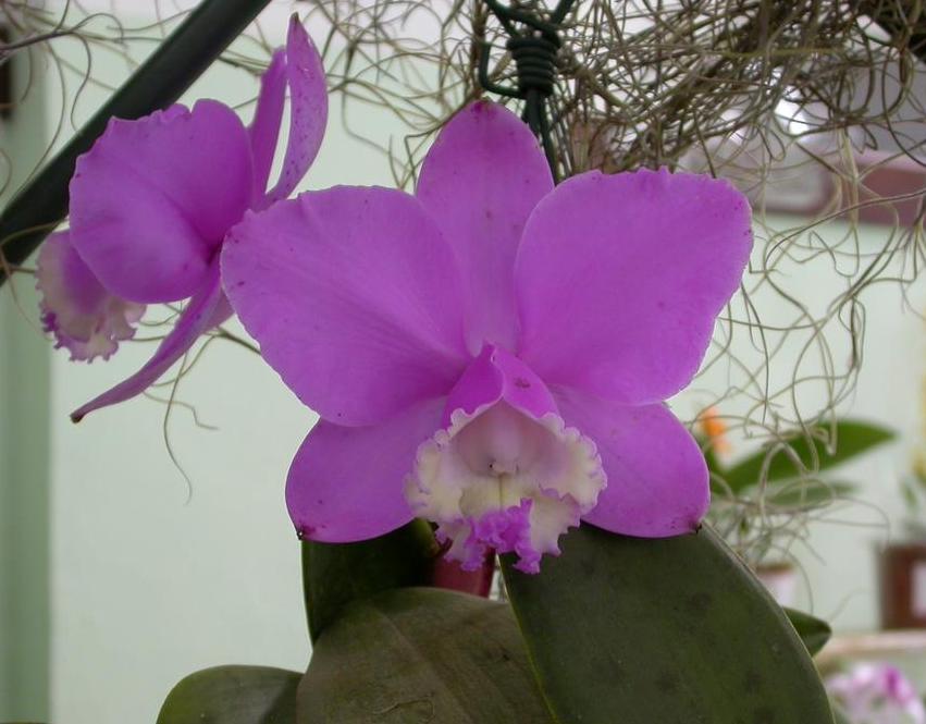 Cattleya loddigesii