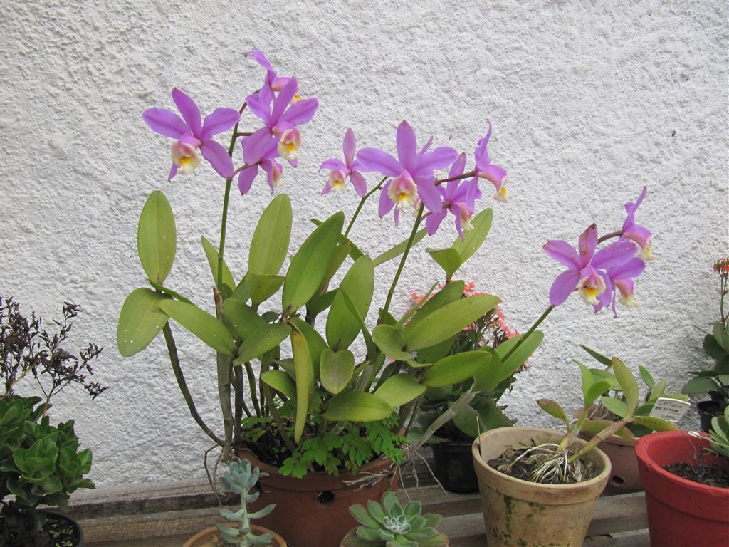 Cattleya loddigesii3