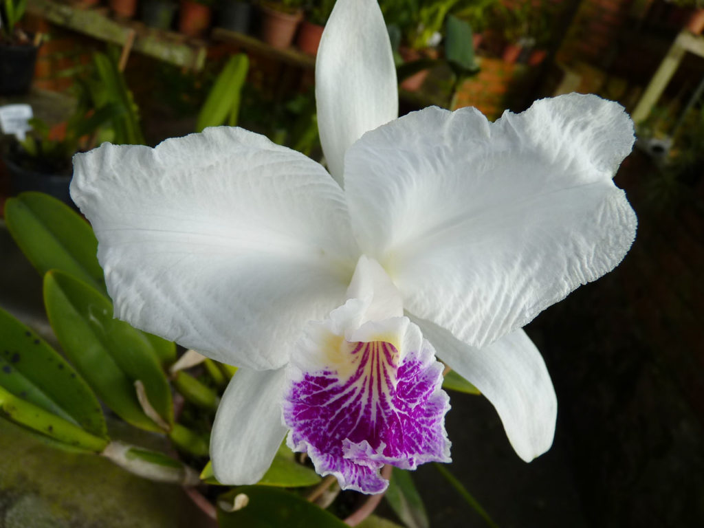 Cattleya-lueddemanniana-semi-alba-8