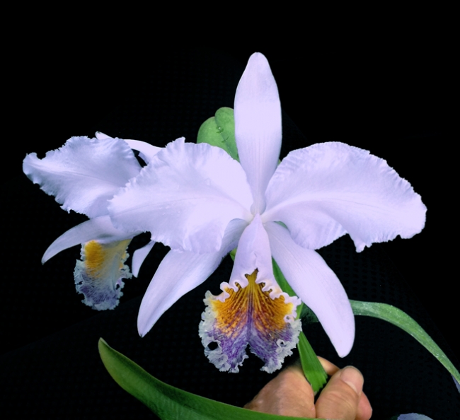 Cattleya mossiae var. coerulea1