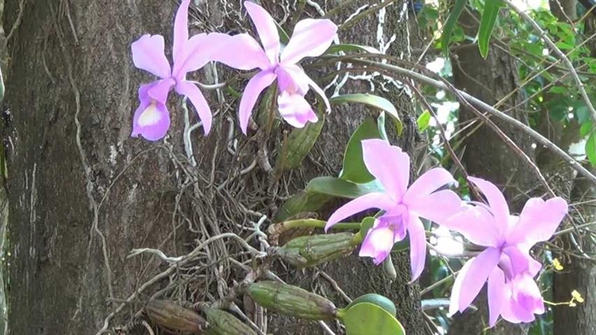 Cattleya nobilior