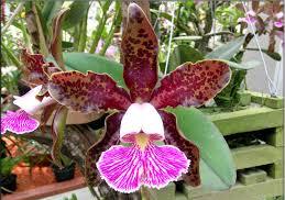 Cattleya schilleriana