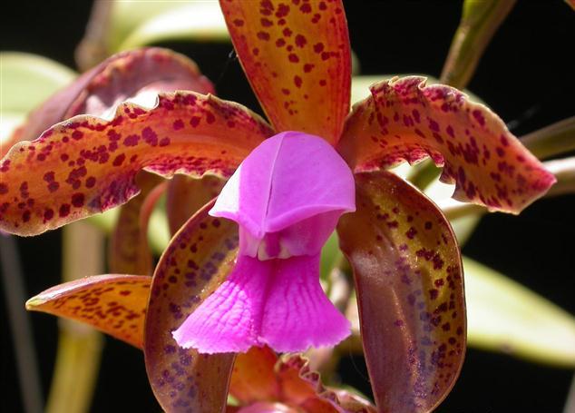 Cattleya tigrina