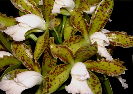 Cattleya tigrina - guttata