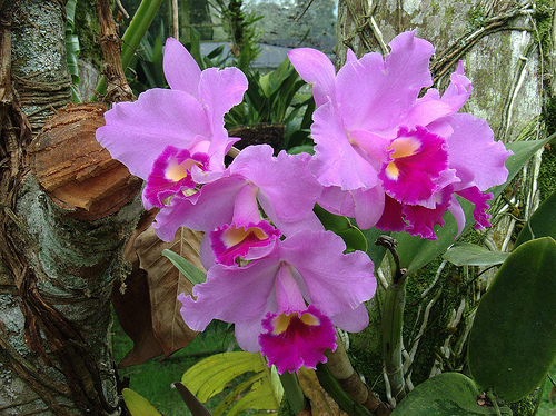 Cattleya trianae