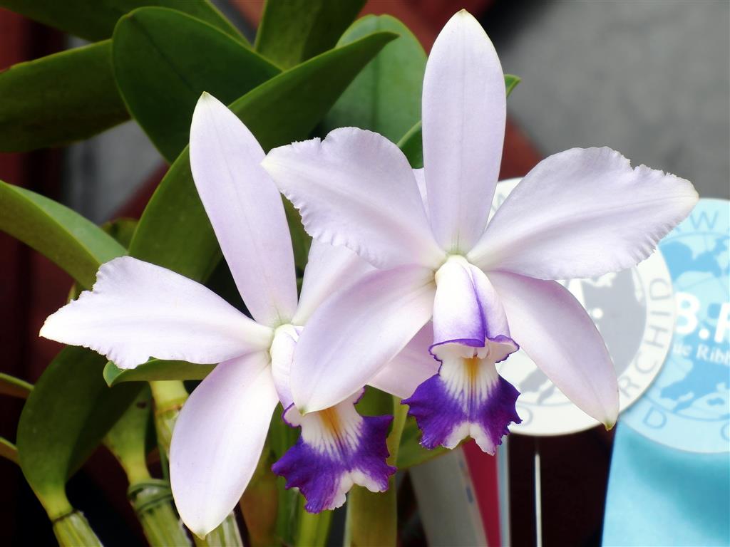 Cattleya violacea forma coerulea 