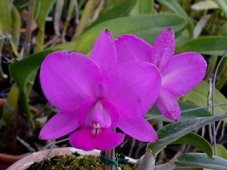 Cattleya walkeriana feiticeira