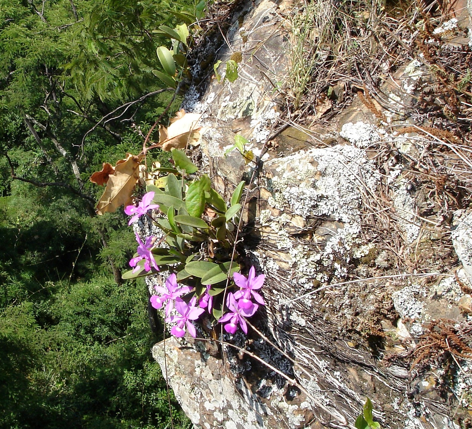 Cattleya walkeriana no habitat (rupicola)