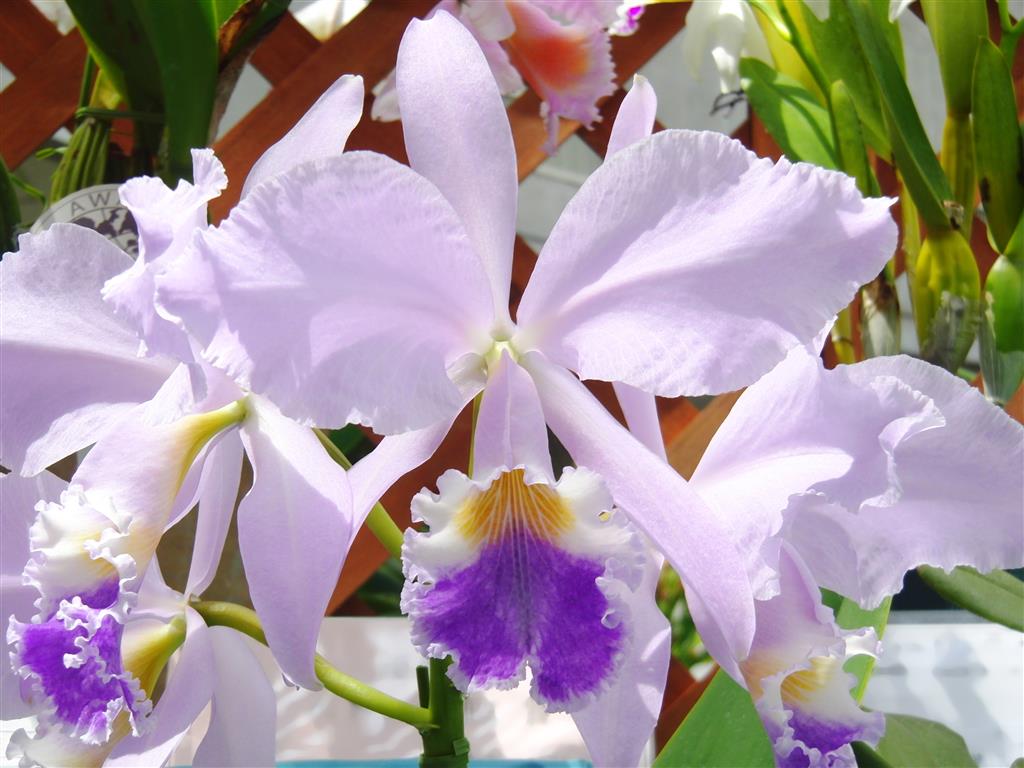 Cattleya warneri forma coerulea 