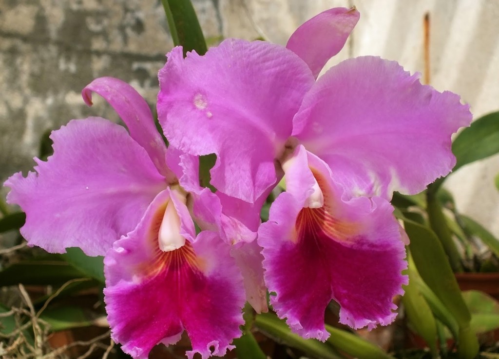 Cattleya warneri 