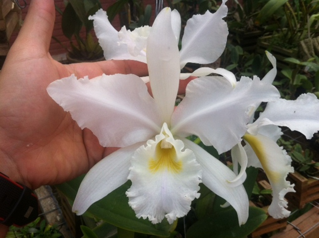 Cattleya warneri var. alba