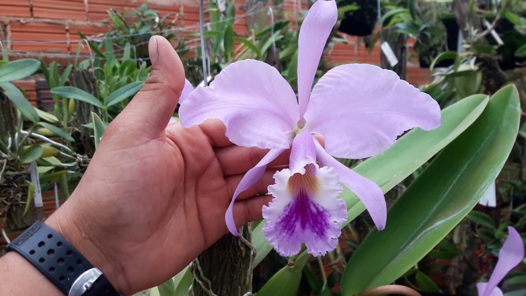 Cattleya warneri