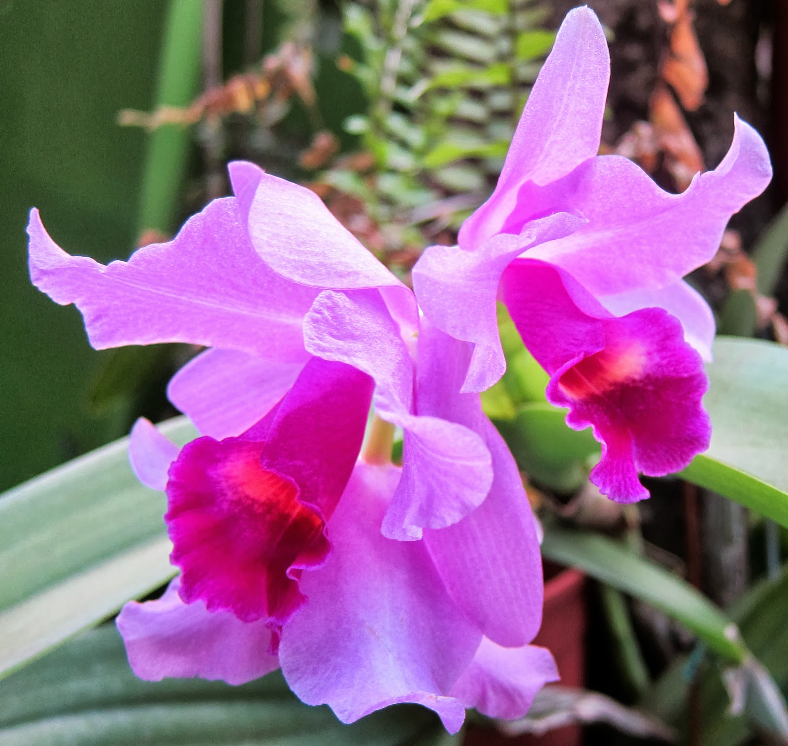 Cattleya