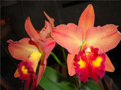 Cattleya