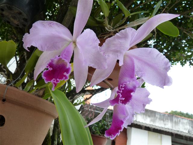 Cattleya1