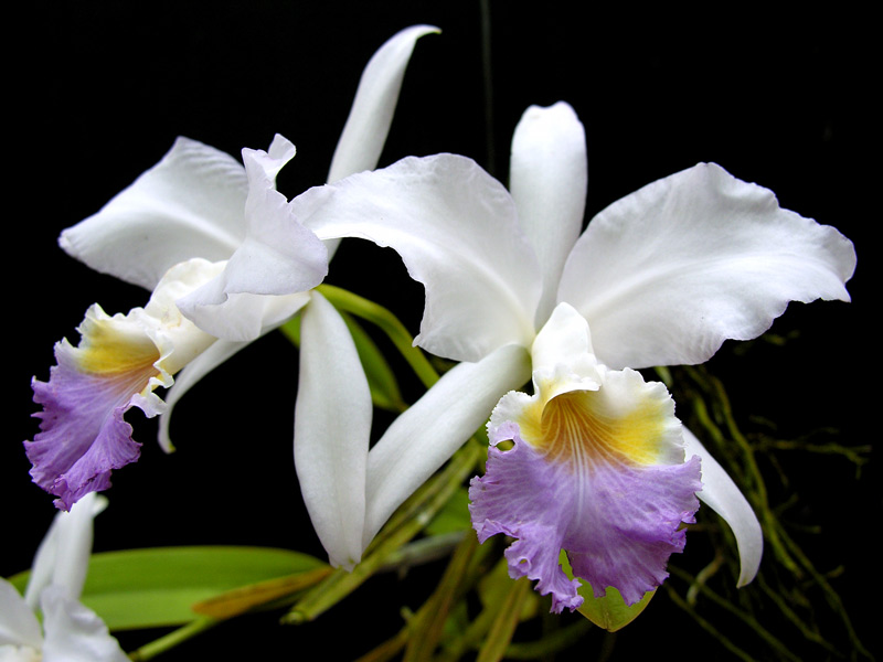 Cattleya