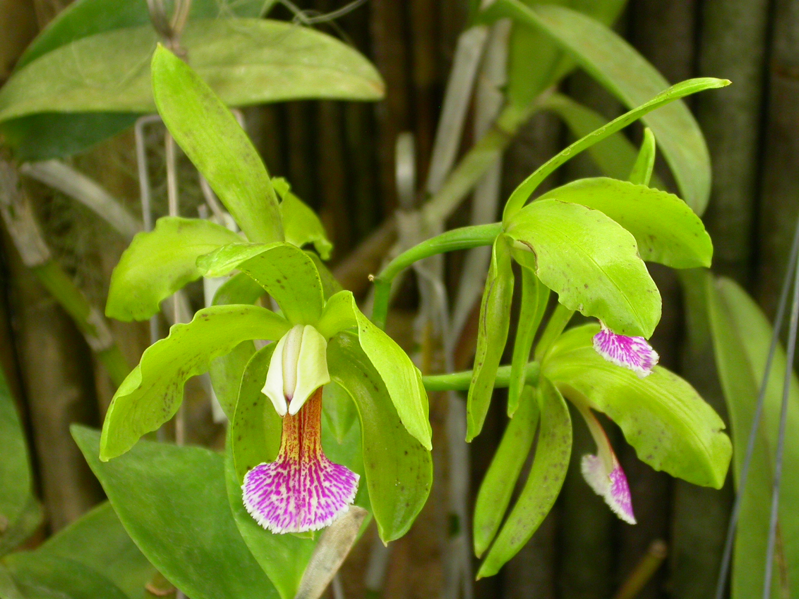 Cattleya_granulosa