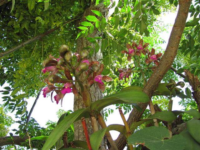 Cattleya_leopoldii_