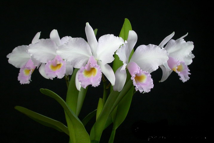 Cattleya_trianaei_concolo