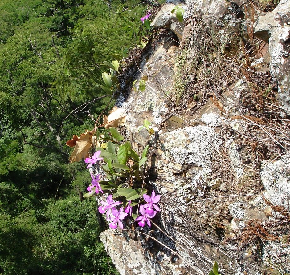 Cattleya_walkeriana noabitat (rupicola)