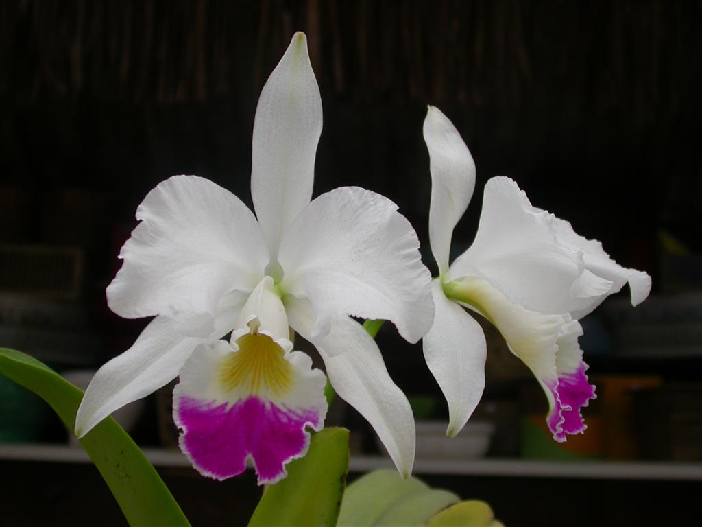 Cattleya_warneri 