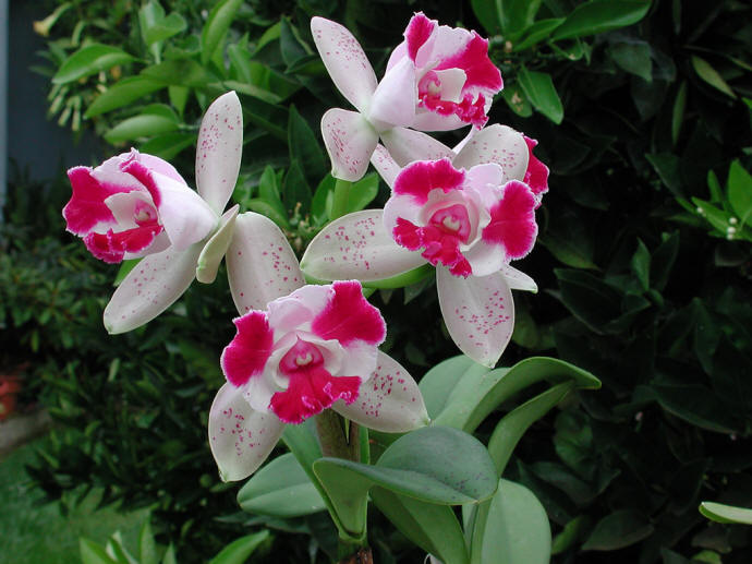 Cattleyas-pink-white